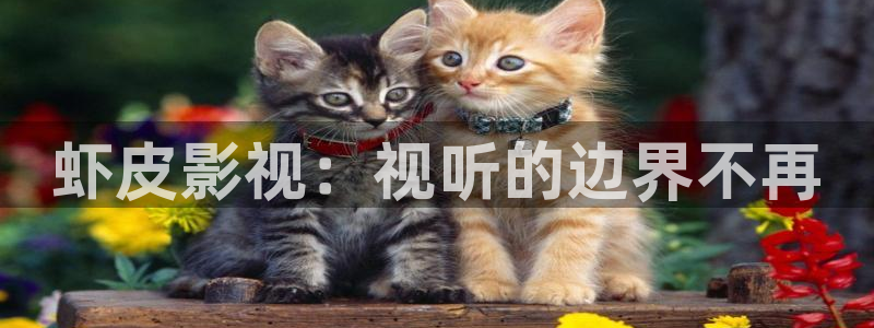 秋霞网理论在线看
