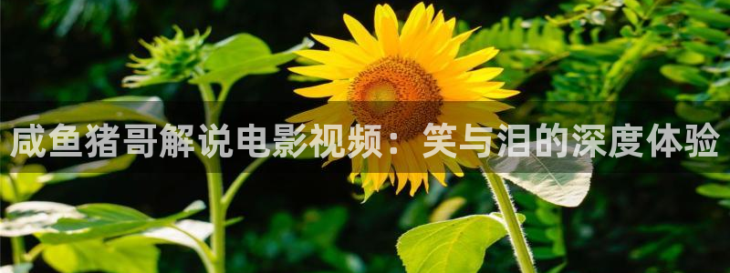 秋霞手机高清：咸鱼猪哥解说电影视频：笑与泪的深度体验