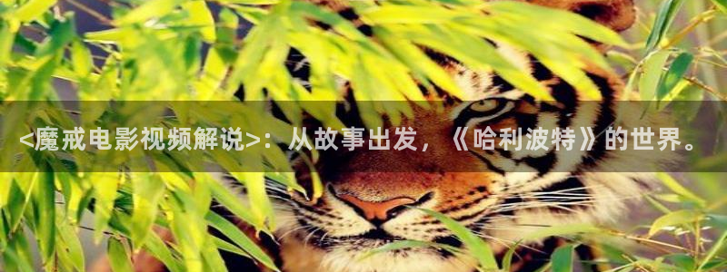 秋霞午夜网站：<魔戒电影视频解说>：从故事出发，《哈利波特》的世界。